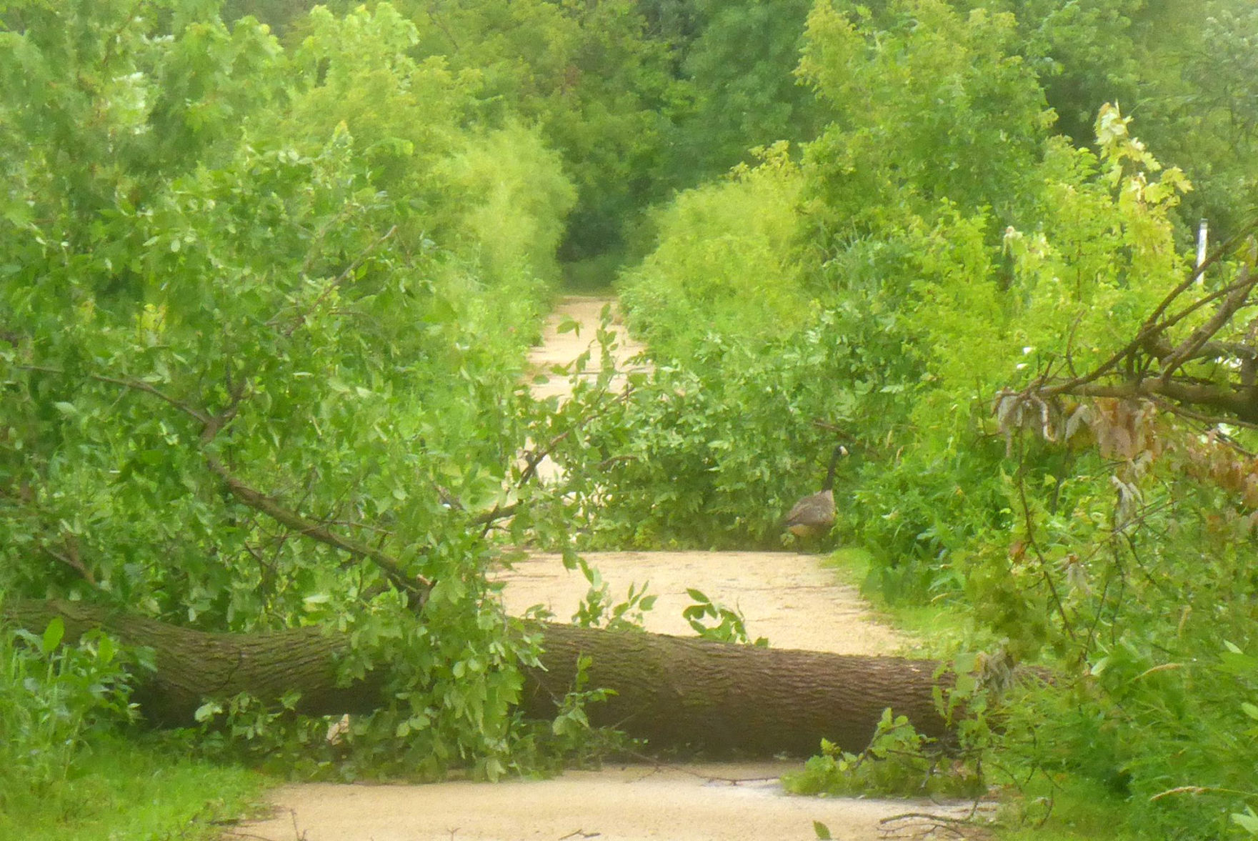 La Crosse River marsh trail